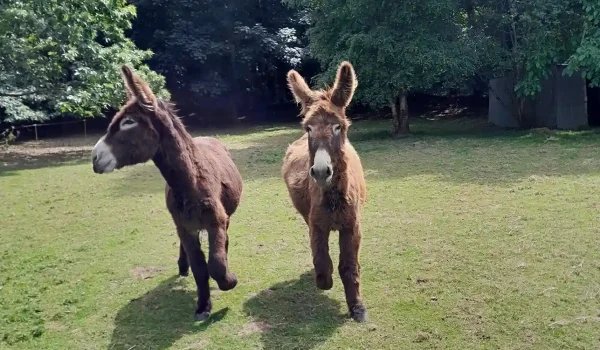 urgence-ralentir_vivants_non_humain_compagnons_arrivee