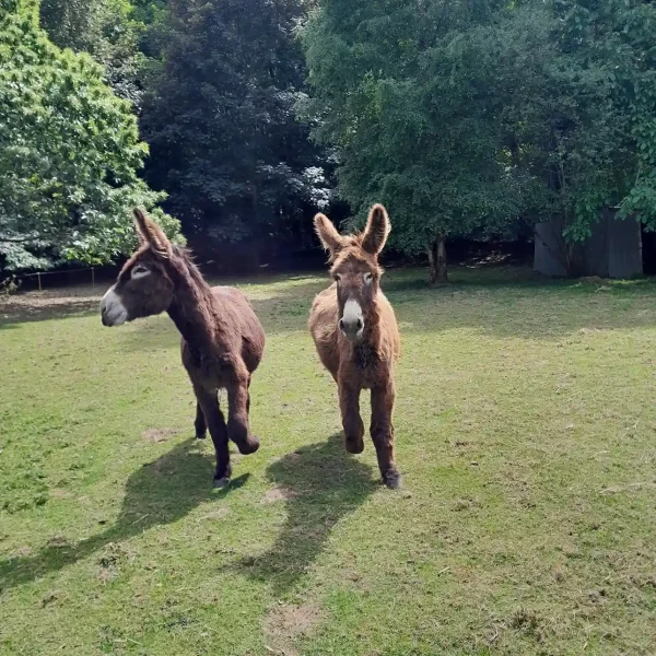 urgence-ralentir_vivants_non_humain_compagnons_arrivee